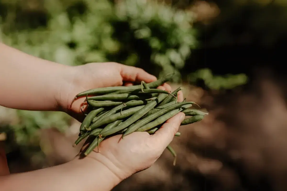 Jak głęboko siać fasolkę szparagową, by uniknąć nieudanych siewów?