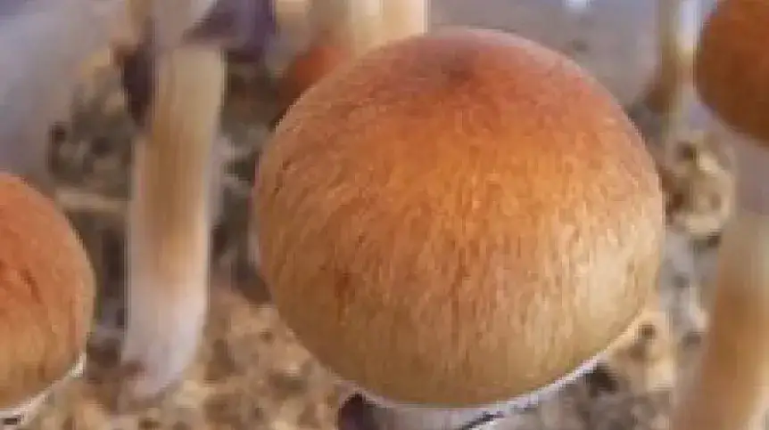 Jak wyhodować grzyby halucynogenne i uniknąć prawnych konsekwencji