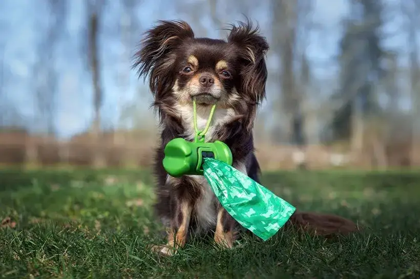 Czy psie odchody nadają się na kompost? Oto, co musisz wiedzieć