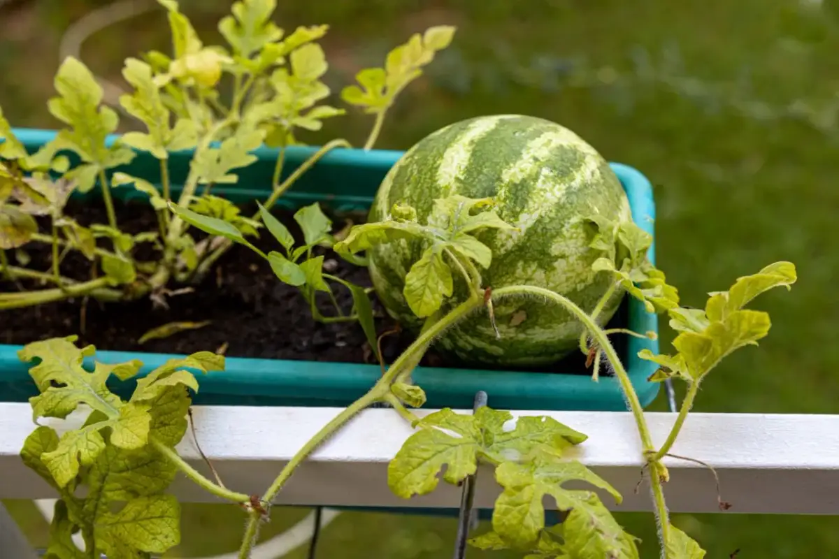 Jak sadzić arbuza w doniczce - proste kroki do sukcesu w uprawie