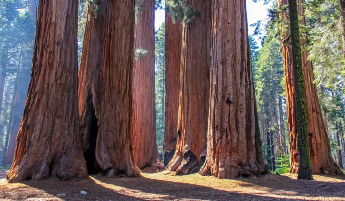 Gdzie powstał pierwszy park narodowy na świecie i dlaczego to ważne