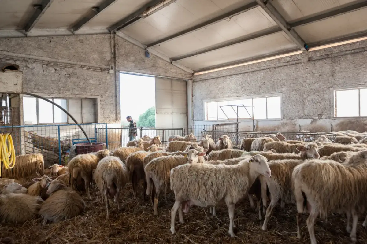 Stado owiec w oborze, gotowych do dojenia. Zastanawiasz się, ile mleka daje owca?