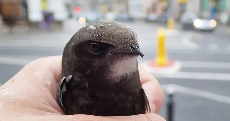 Ranny gołąb: Twój plan ratunkowy. Co robić i gdzie dzwonić?