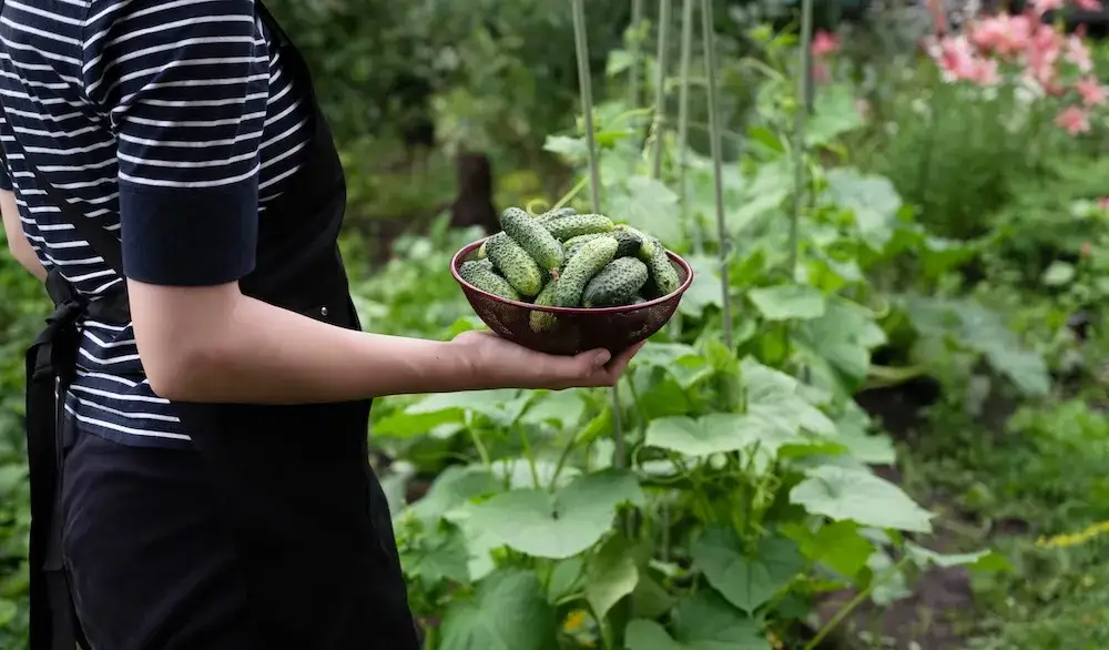 Czy można siać ogórki w lipcu? Sprawdź, jak to zrobić skutecznie