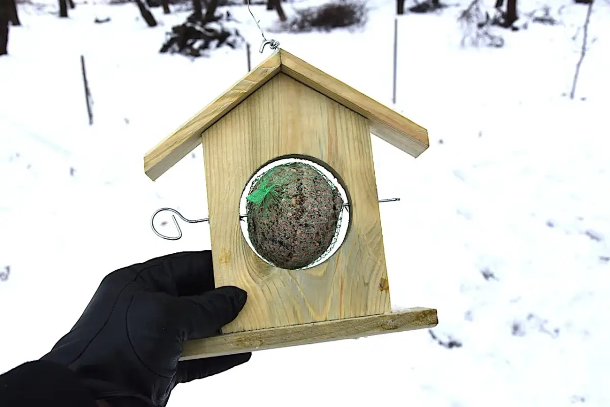 Pęczak dla ptaków? Nie! Bezpieczne dokarmianie zimą poradnik