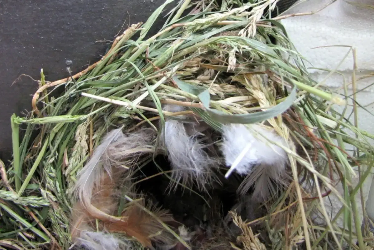 Gniazdo wróbla zrobione z trawy, gałązek i piór.