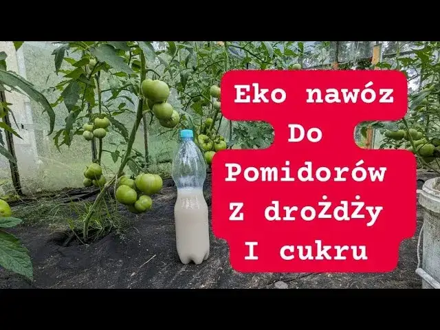 Jak zrobić nawóz z drożdży do pomidorów i uniknąć błędów w uprawie