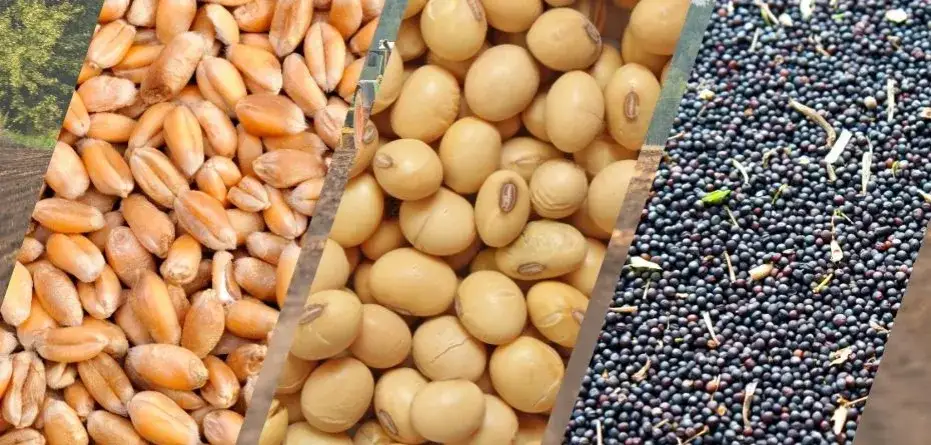 Opłacalne uprawy w Polsce: Jakie wybrać w 2024?