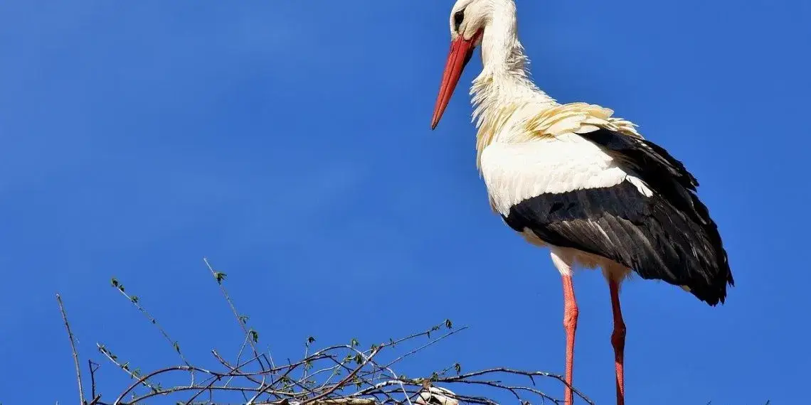 Dlaczego bociany omijają morza? Odkryj tajemnice ich migracji