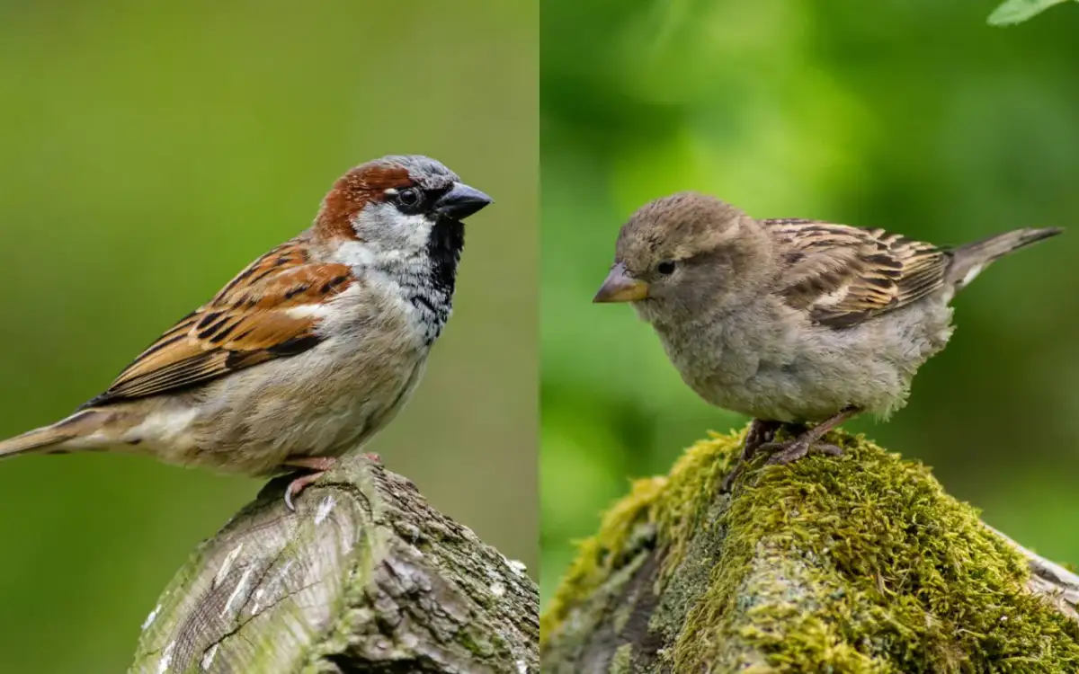 Jak skutecznie zwabić wróble do ogrodu? Kompletny poradnik