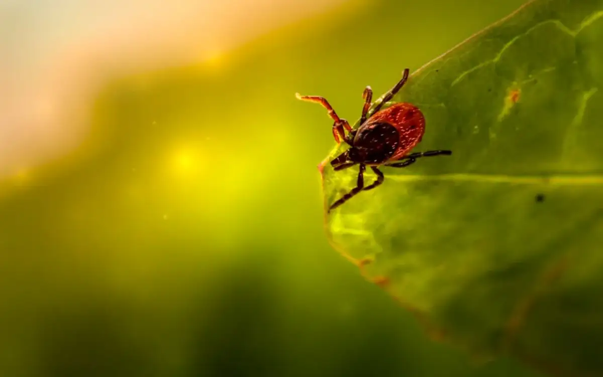 Kleszcz na zielonym liściu, zbliżenie makro.