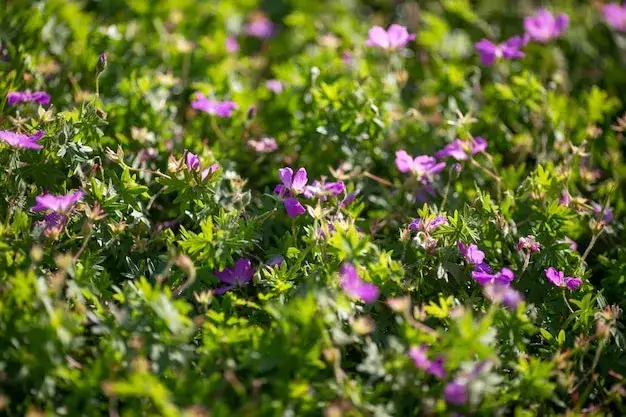 Los mejores arbustos con flores moradas para embellecer tu jardín