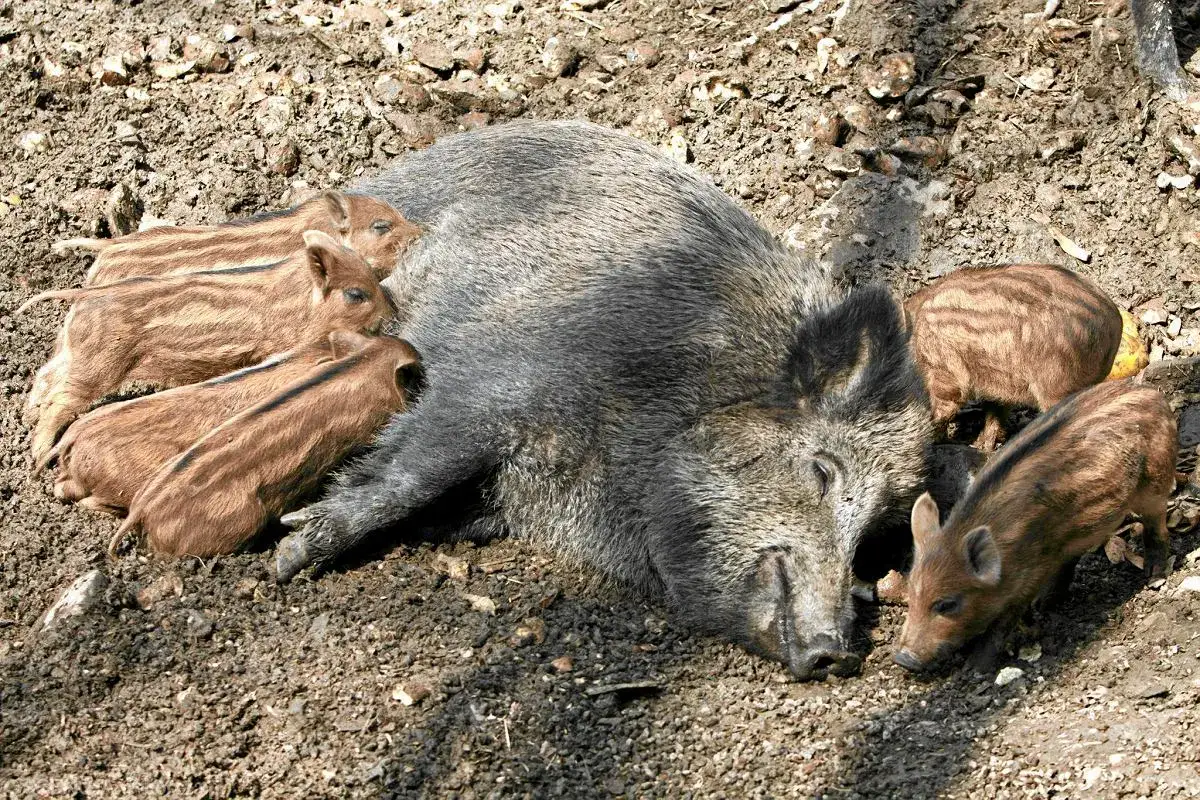 Dzik na osiedlu? Sprawdź, co robić, by być bezpiecznym!