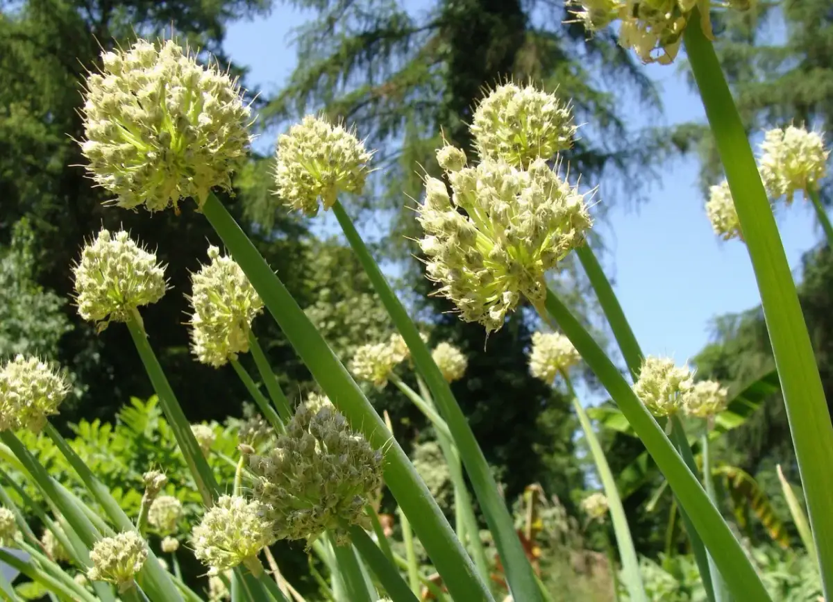 Jak uprawiać szczypiorek siedmiolatka - proste sposoby na zdrowe plony