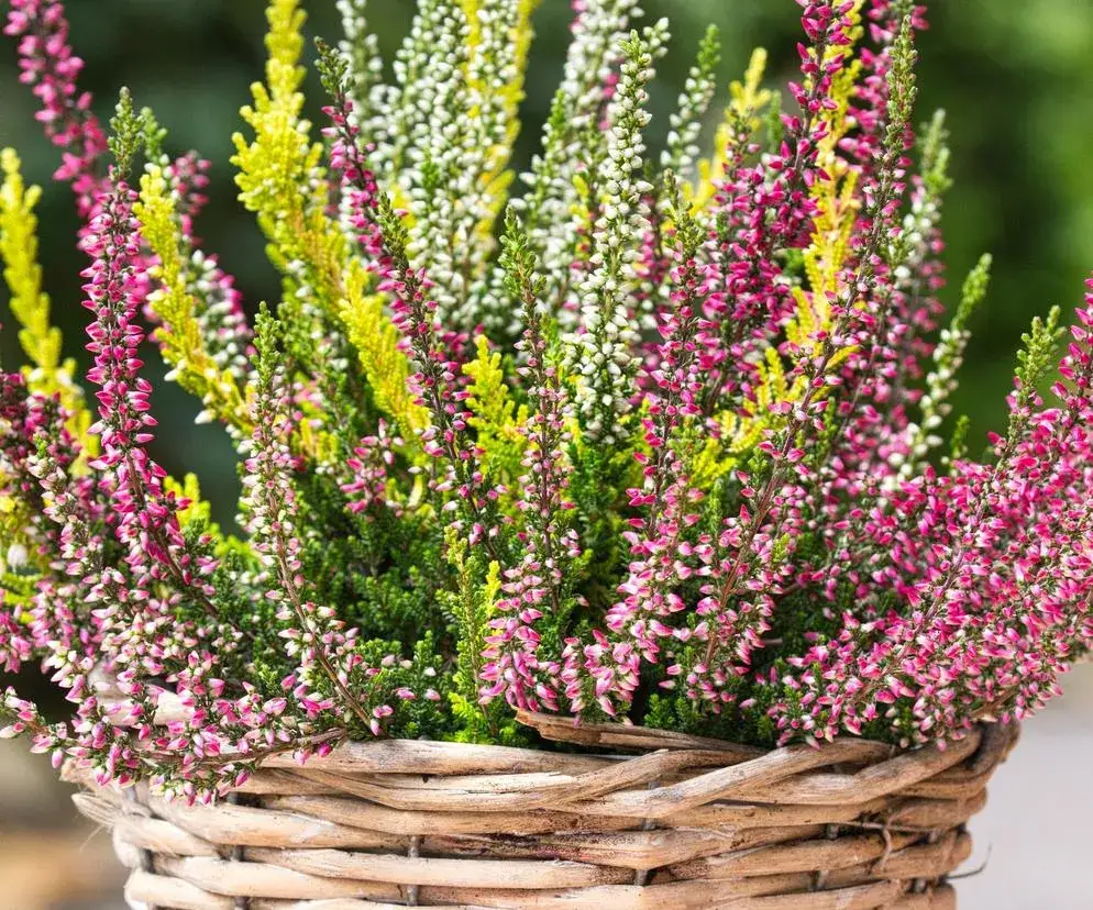 Jak dbać o wrzosy w ogrodzie: 7 skutecznych porad pielęgnacji