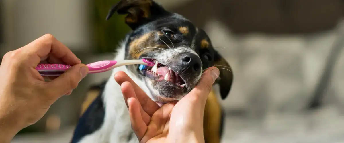 Jaka pasta do zębów dla psa? Unikaj błędów, wybierz mądrze!