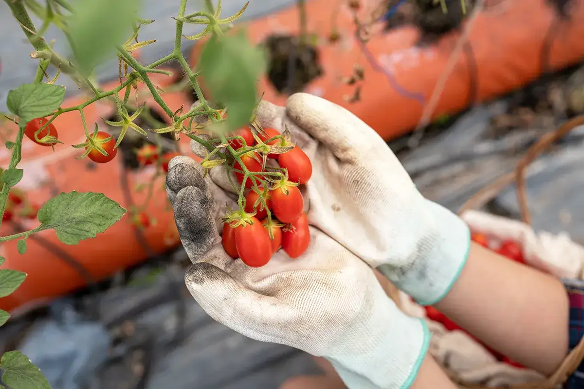 Kiedy sadzić pomidory w doniczkach, aby uniknąć przymrozków?