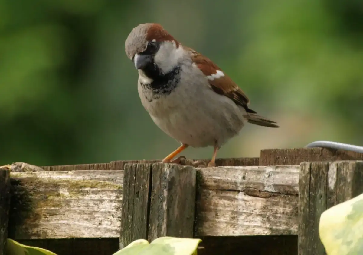 Wróbel w ekosystemie miejskim: Dlaczego jego brak to alarm?