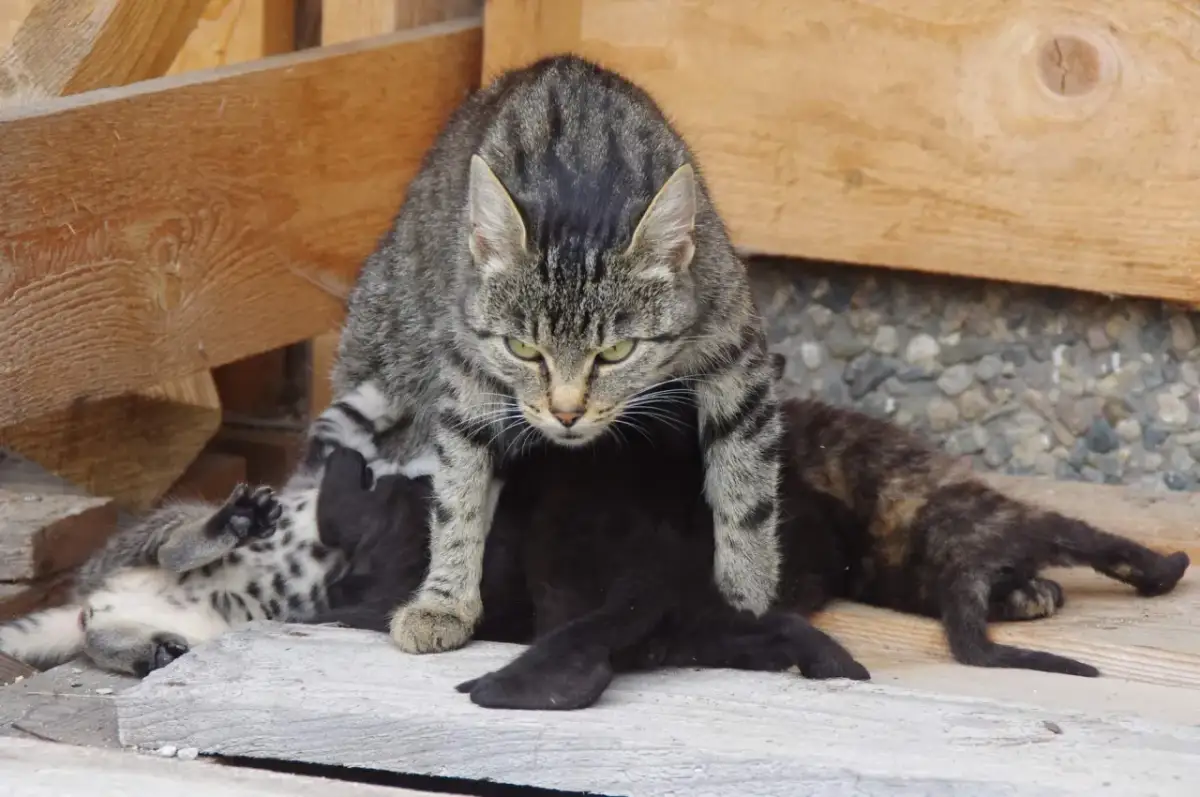 Jak rozpoznać płeć u małego kotka - uniknij błędów w ocenie
