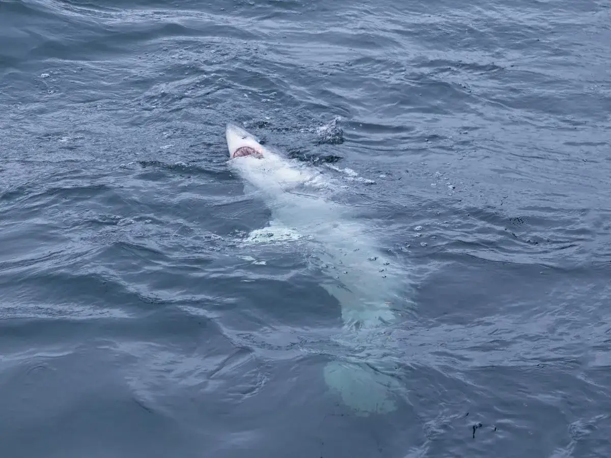 Czy rekiny pływają w Bałtyku? Rozwiewamy wątpliwości turystów