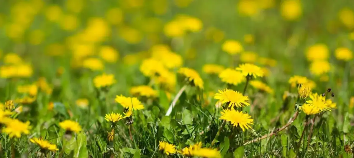 Chwast polny: Jak skutecznie zwalczać uciążliwe rośliny w uprawach