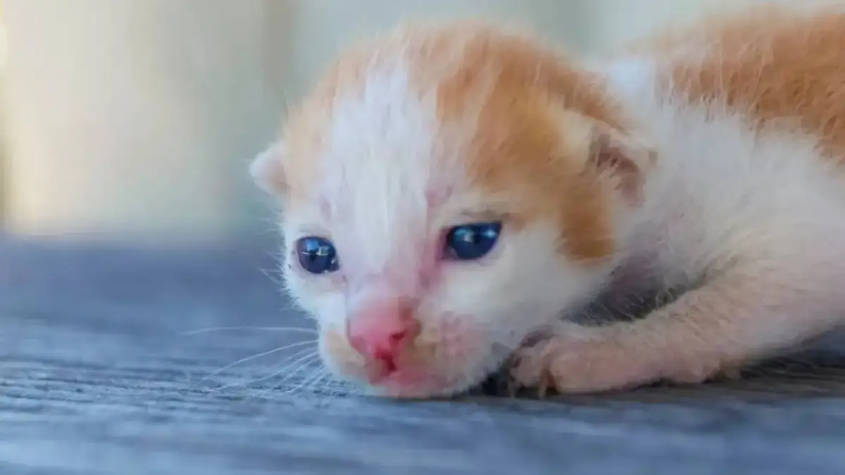 ¿Con cuántos días abren los ojos los gatos? Lo que necesitas saber