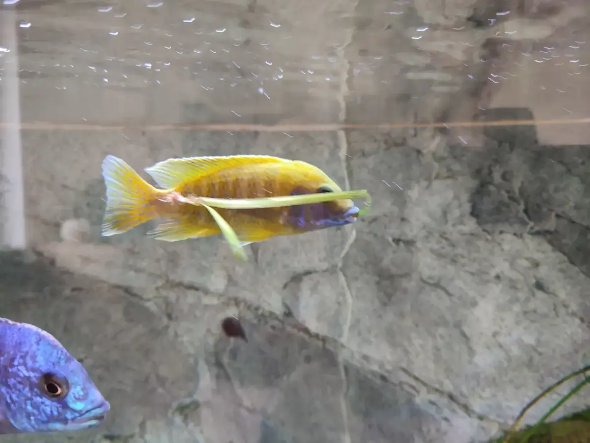 Dlaczego rybki się podgryzają? Zakończ walki w akwarium!