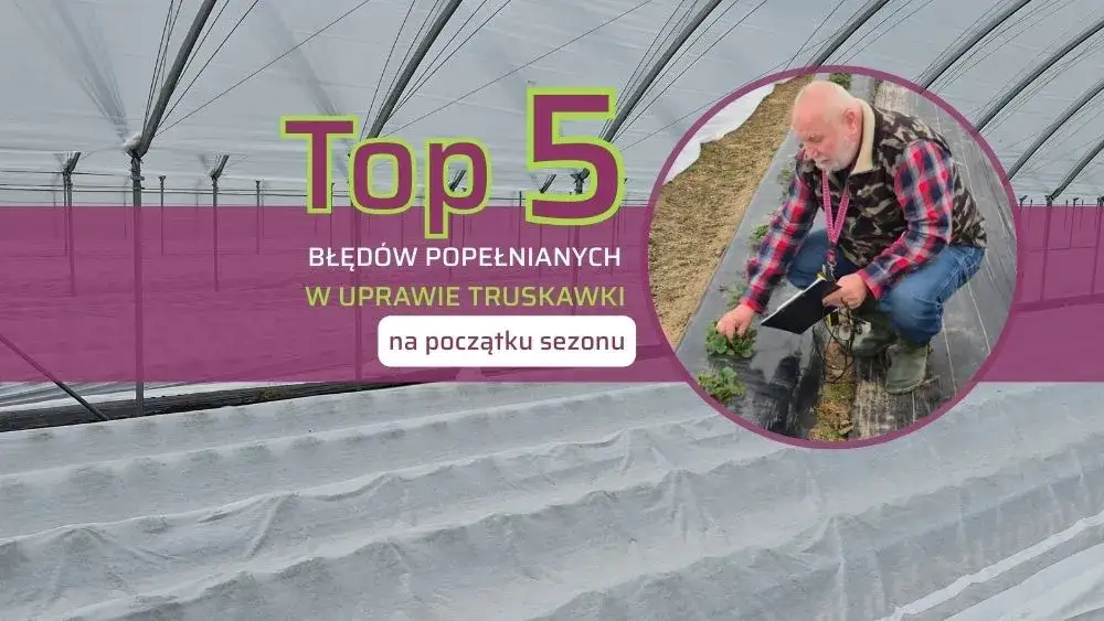 Jak uprawiać truskawki: uniknij najczęstszych błędów w pielęgnacji