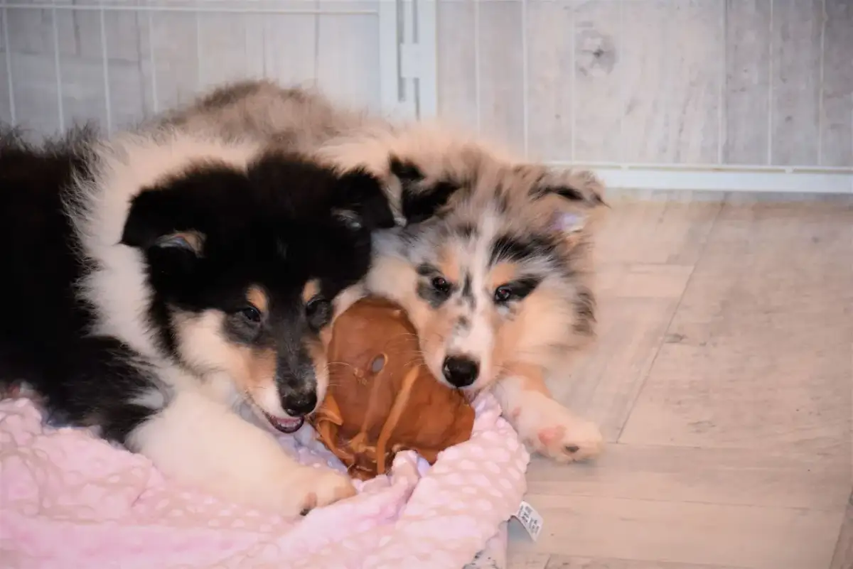 Kiedy szczeniakowi wypadają kły? Zrozumienie procesu wymiany zębów