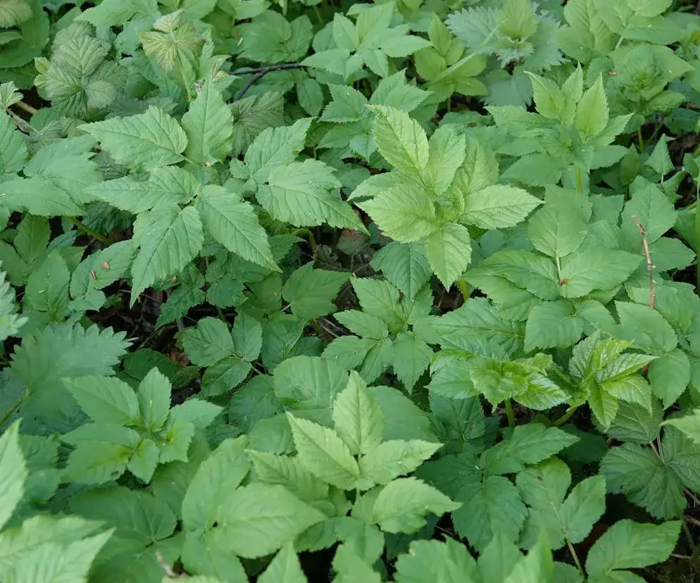 Chwasty selerowate: Rozpoznaj i bezpiecznie usuń trucicieli z ogrodu