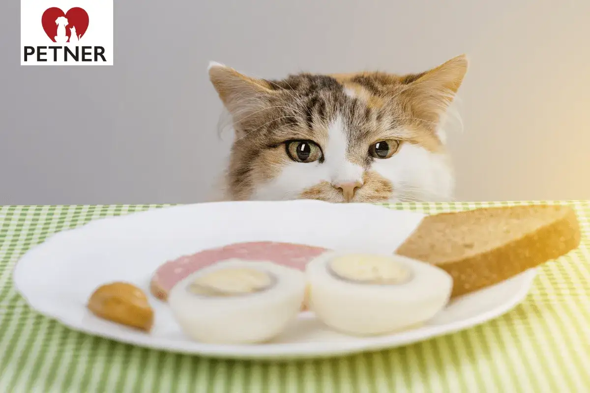 Czy koty mogą jeść czosnek? Odkryj niebezpieczeństwa dla zdrowia