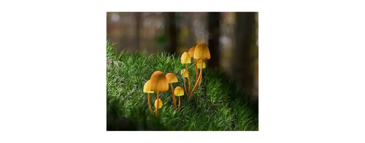 Odmiany grzybów halucynogennych - poznaj ich działanie i efekty