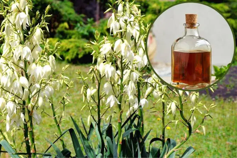 Jak zrobić wyciąg z juki ogrodowej? Prosty przepis na zdrowotny eliksir