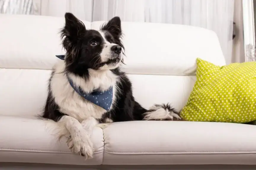 Dlaczego pies sika na kanapę? Poznaj przyczyny i rozwiązania