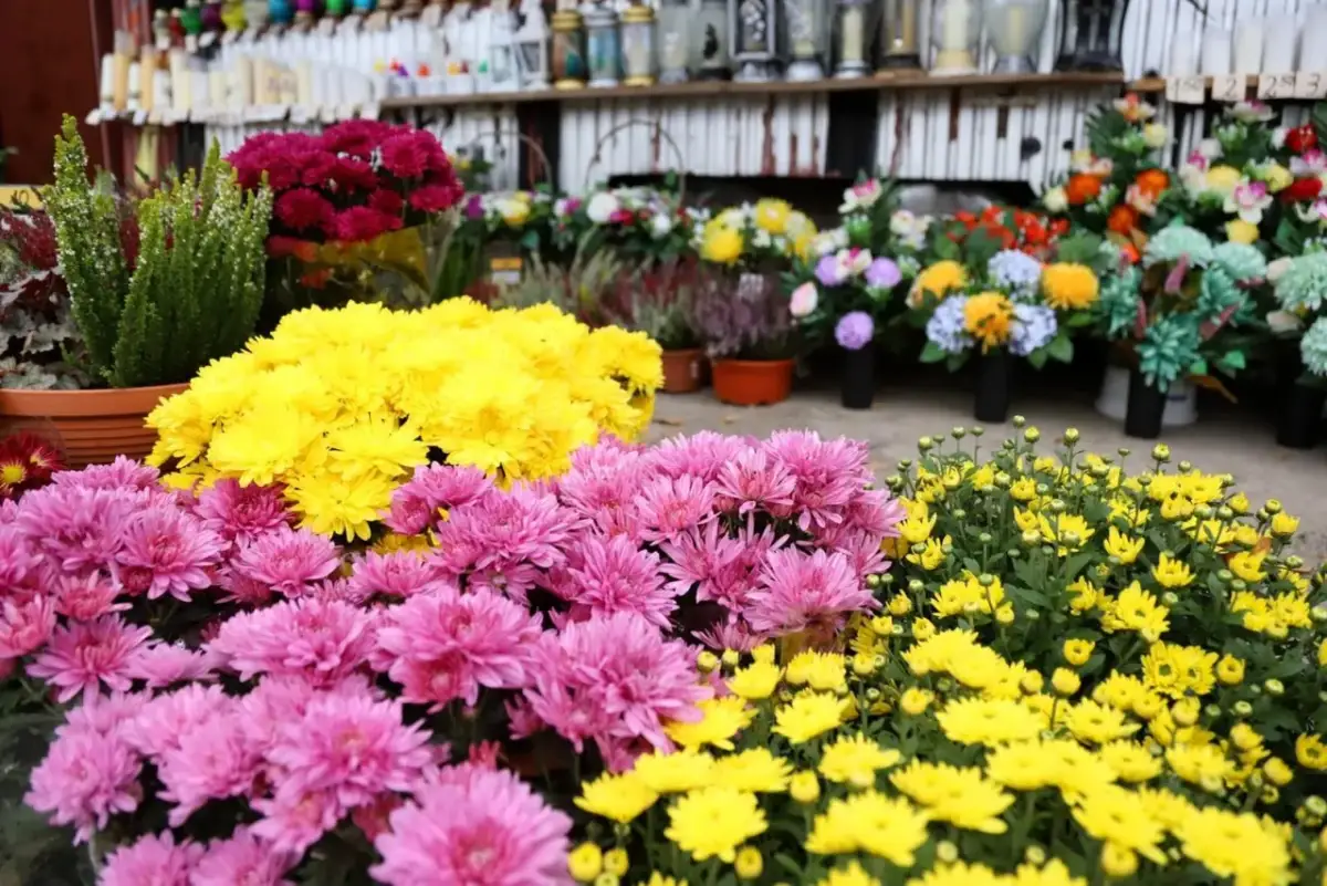 Jakie kwiaty na cmentarz wybrać, aby długo się utrzymały?