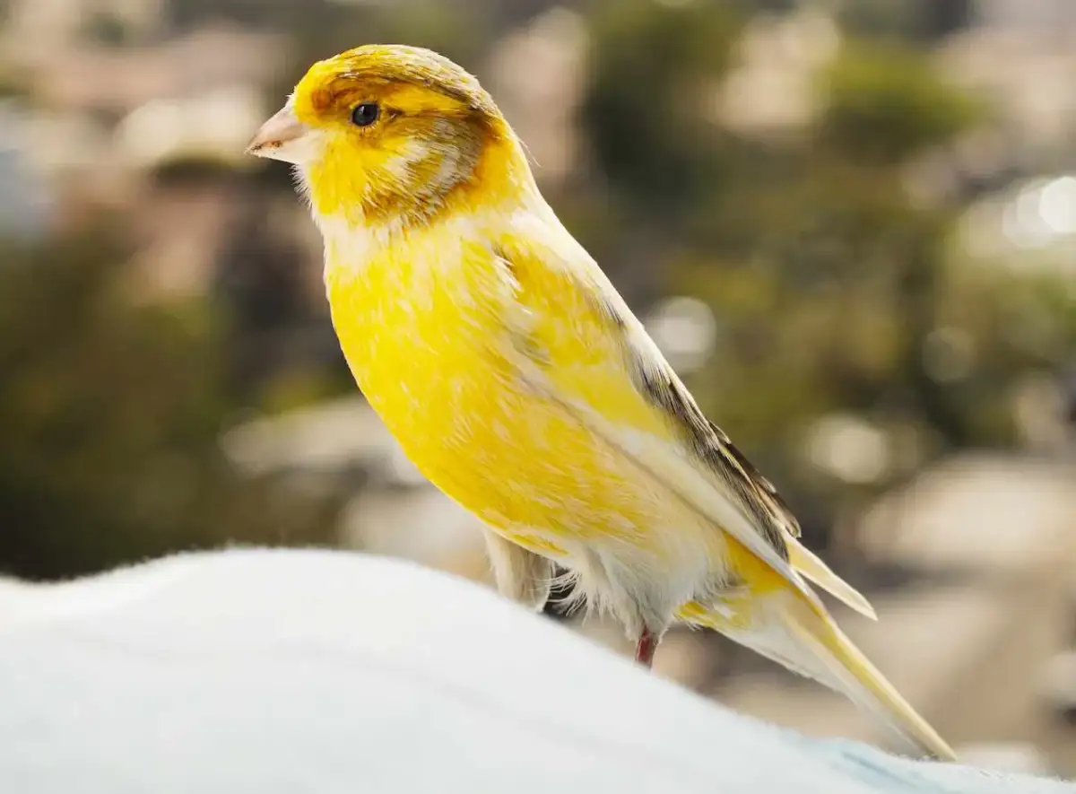 Chory kanarek na dnie klatki? Szybka diagnoza i pierwsza pomoc!