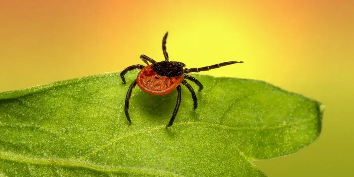 Jak usunąć kleszcza u dziecka - bezpieczne metody i ważne wskazówki