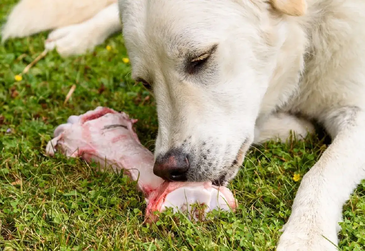 Czy pies może jeść kości z kaczki? Dowiedz się, co jest niebezpieczne