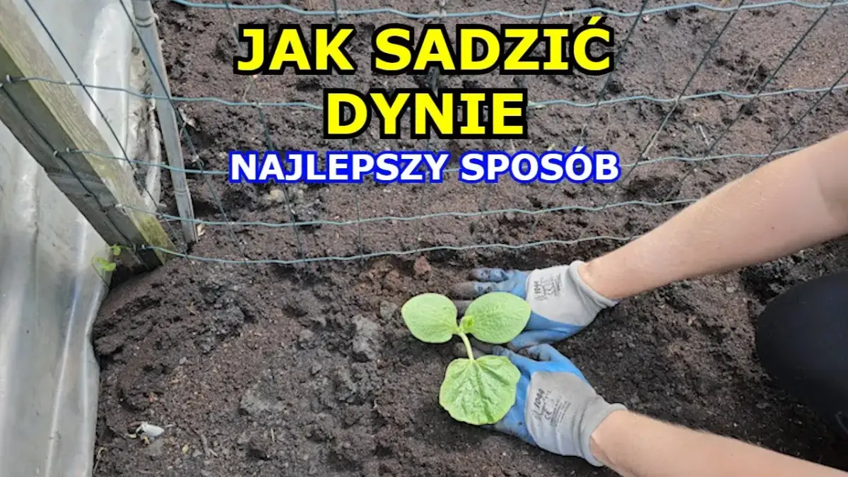 Jak sadzić dynie skutecznie i uniknąć najczęstszych błędów