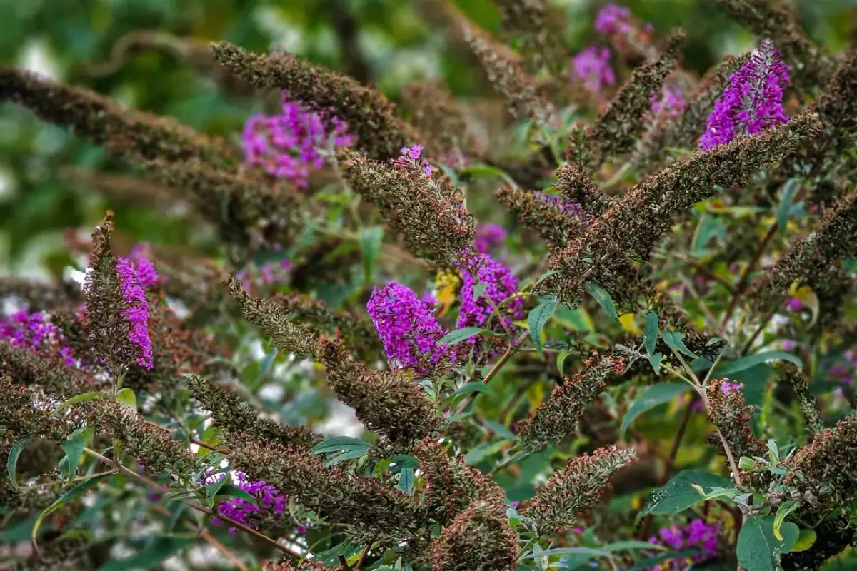 Jaki nawóz do budlei dawida, aby uzyskać piękne kwiaty i zdrowe liście