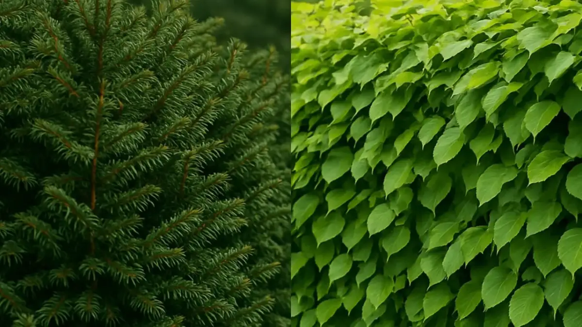 Z czego żywopłot zimozielony? Najlepsze rośliny do Twojego ogrodu