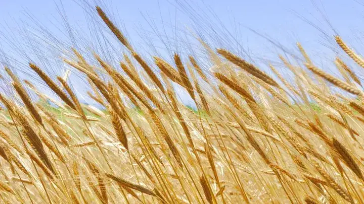 Jesienią wysiewa się zboża jare czy ozime - co warto wiedzieć?