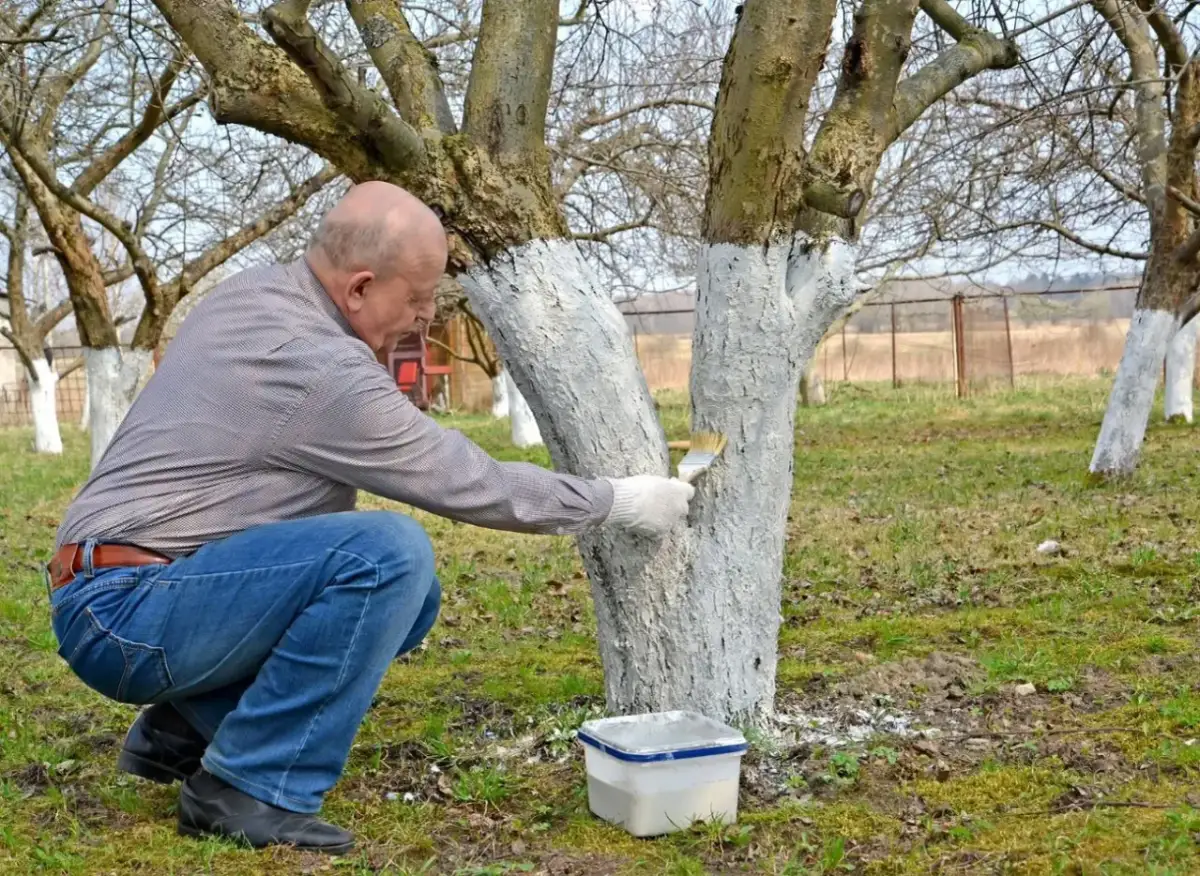 Mężczyzna w ogrodzie maluje pnie drzew wapnem. Pokazuje, jak przygotować wapno do malowania ścian, ale w tym przypadku do ochrony drzew.