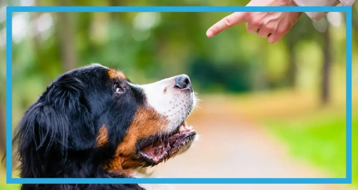 Bernese mountain dog looking up at a pointing finger outdoors.