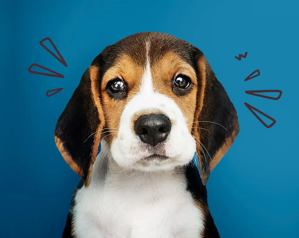 Legendia czy można z psem? Sprawdź, dlaczego to niemożliwe