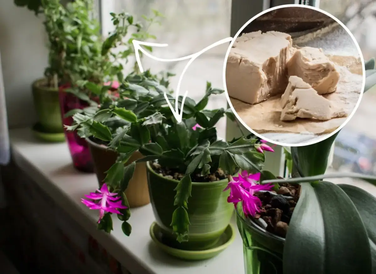 Jak zrobić nawóz z drożdży do podlewania kwiatów i uniknąć błędów