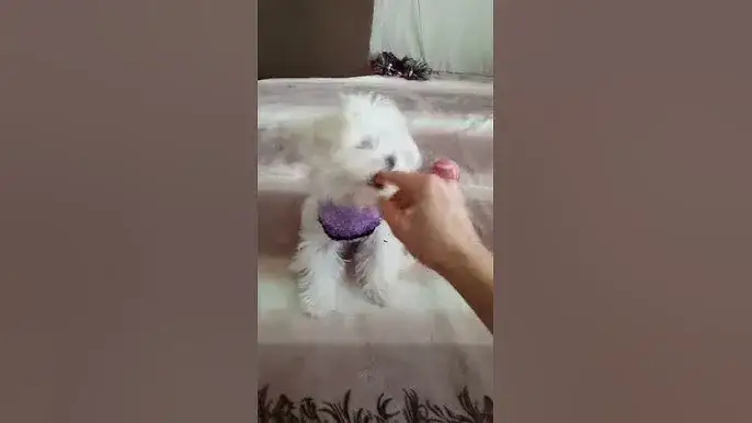 Jak zrobić ubranko dla psa ze skarpety – proste kroki i porady