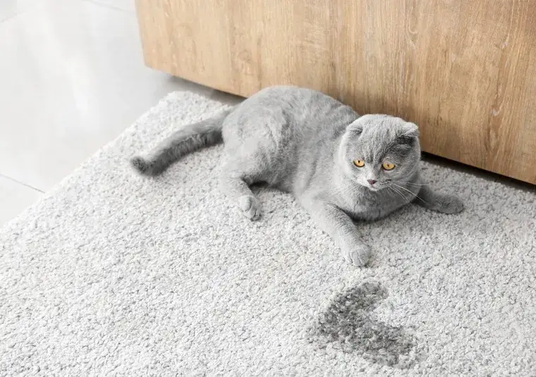 Jak wyczyścić mocz kota z kanapy i pozbyć się nieprzyjemnego zapachu