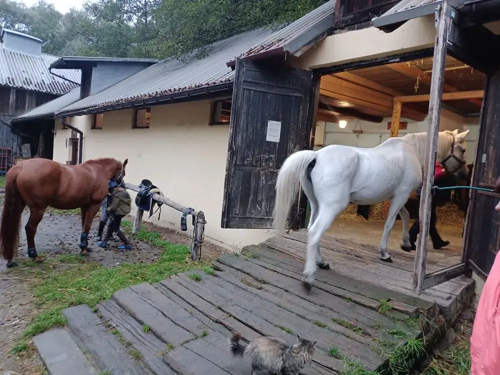 Stadnina koni Stary Młyn - najlepsze miejsce na jazdę konną w Polsce