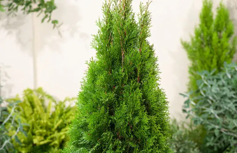 Jak przycinać tuje żeby były gęste - skuteczne metody i porady